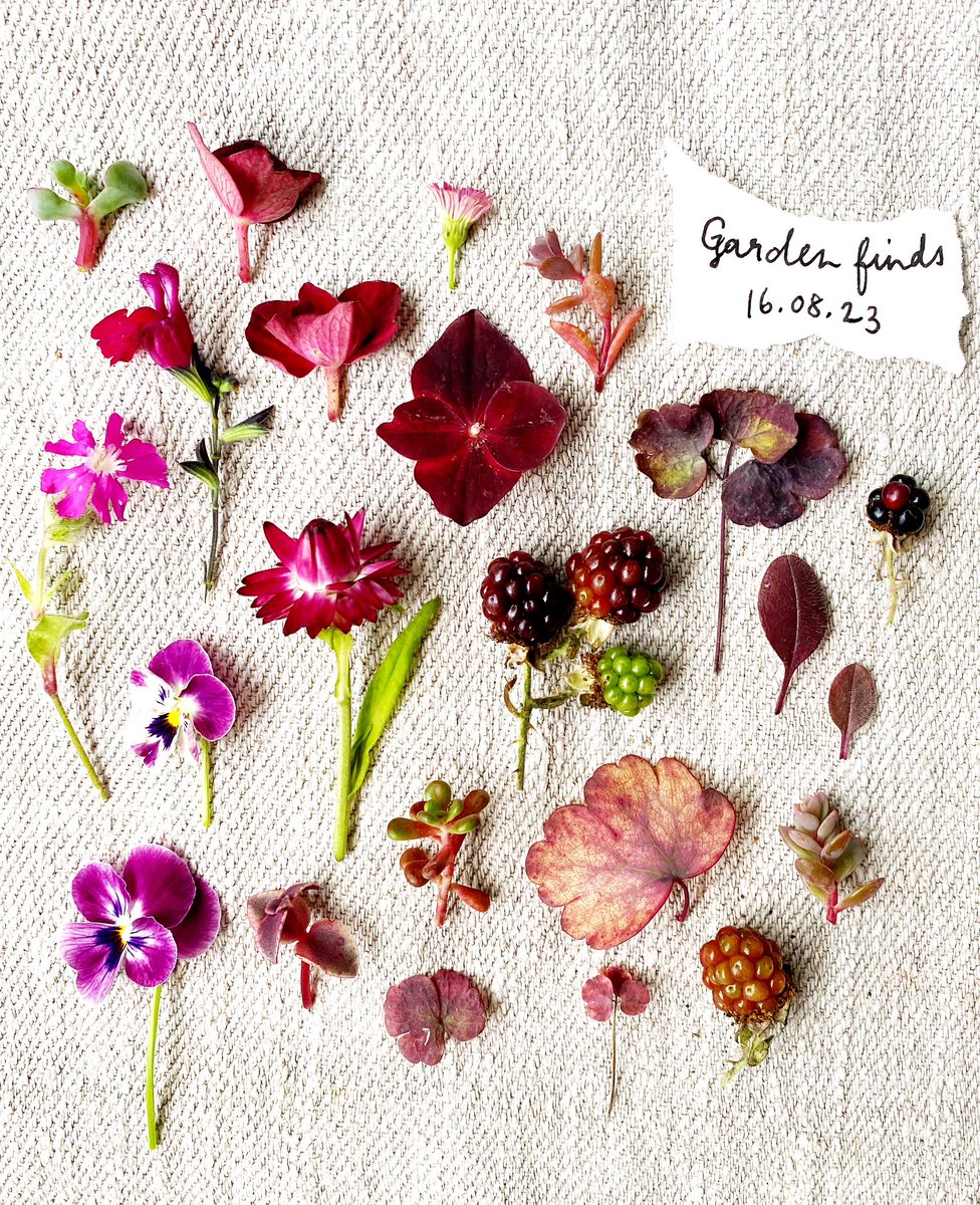 I noticed that there were a lot of these delicious berry colours in the garden today, so I made this photo (includes blackberries obvs). As ever, images of plants reduce anxiety &amp; can lift mood, so zoom in to the details if you have a spare moment 🌿🍒