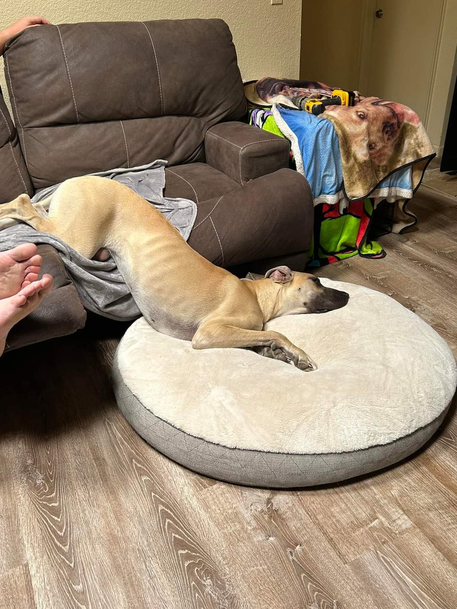 Great Dane Lovers (@Greatdanepage) / Posts / X