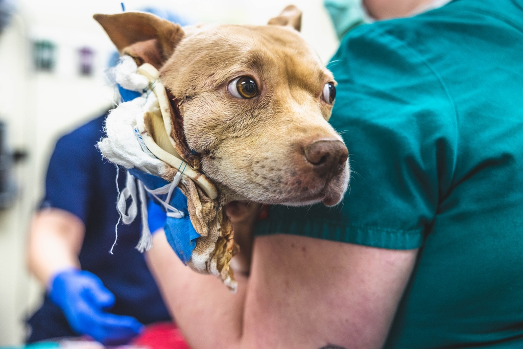 A.wordsmith tweet media