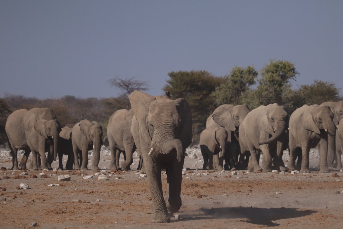 #Elephant #family #gathering in #safari , #Namibia.

.
.
.
#ElephantHerd
#AfricanElephants
#WildElephants
#Etosha
#AfricanHerbivore
#NamibiaWildlife
#VisitNamibia
#AfricaWildlife
#AfricanElephants
#Savannah

#WildlifeHabitat #WildlifePhoto #WildAnimal #EnglishCorner #AnimalThen
