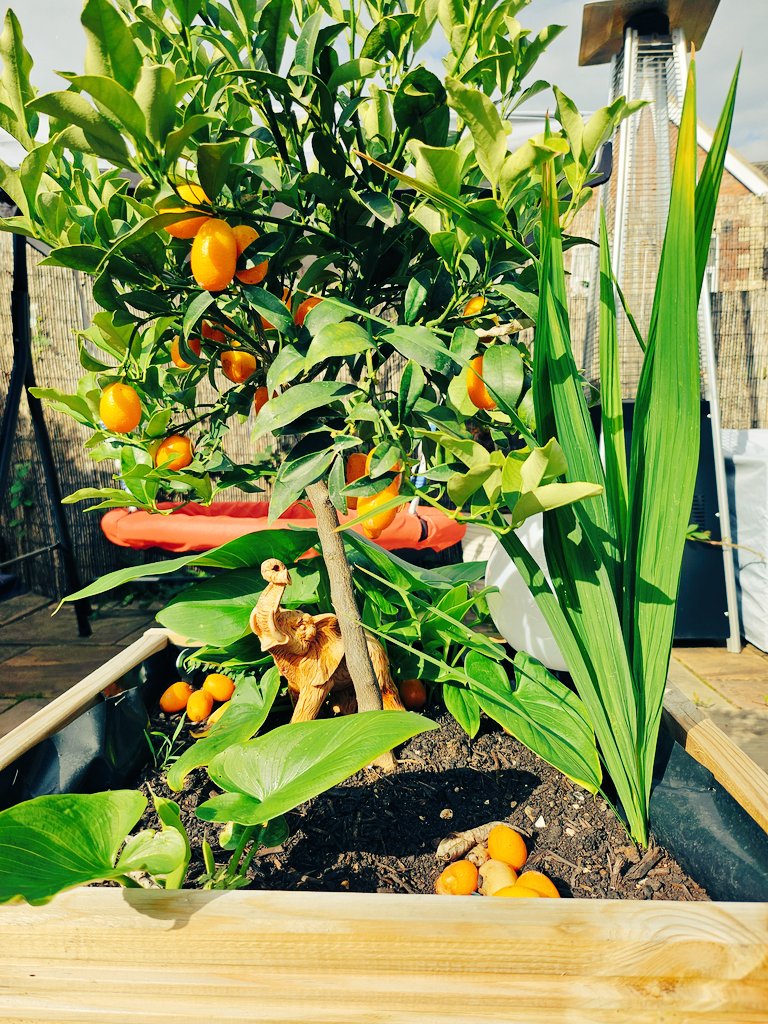 'And here we have an elephant 🐘 finding shade under the magnificent kumquat tree deep in the jungle of Merseyside.' 
( in the voice of #SirDavidAttenborough)
#Treeclub 😚