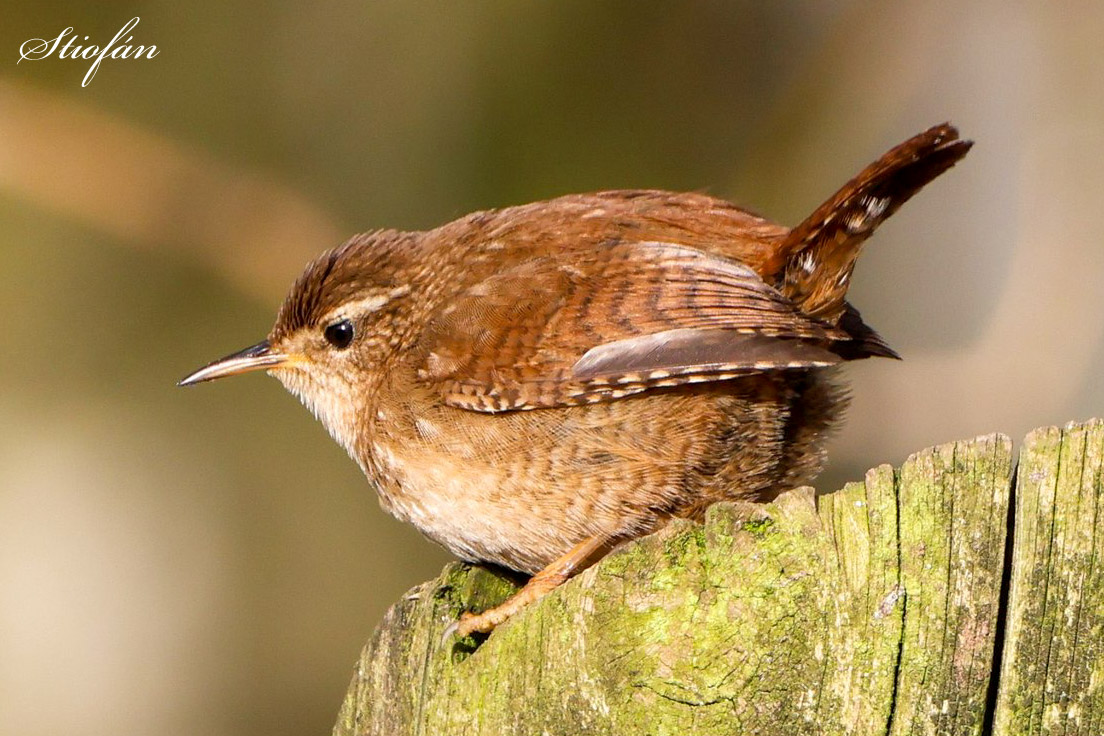 Let's do #Wrensday shall we? Post your Wren photos in the comments below ⬇️⬇️⬇️ retweeting them all.