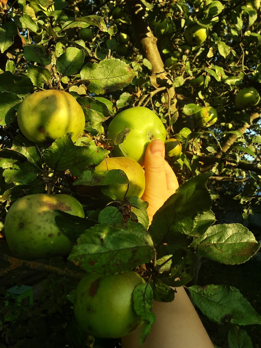 12 яблонь...4 крыжовника...