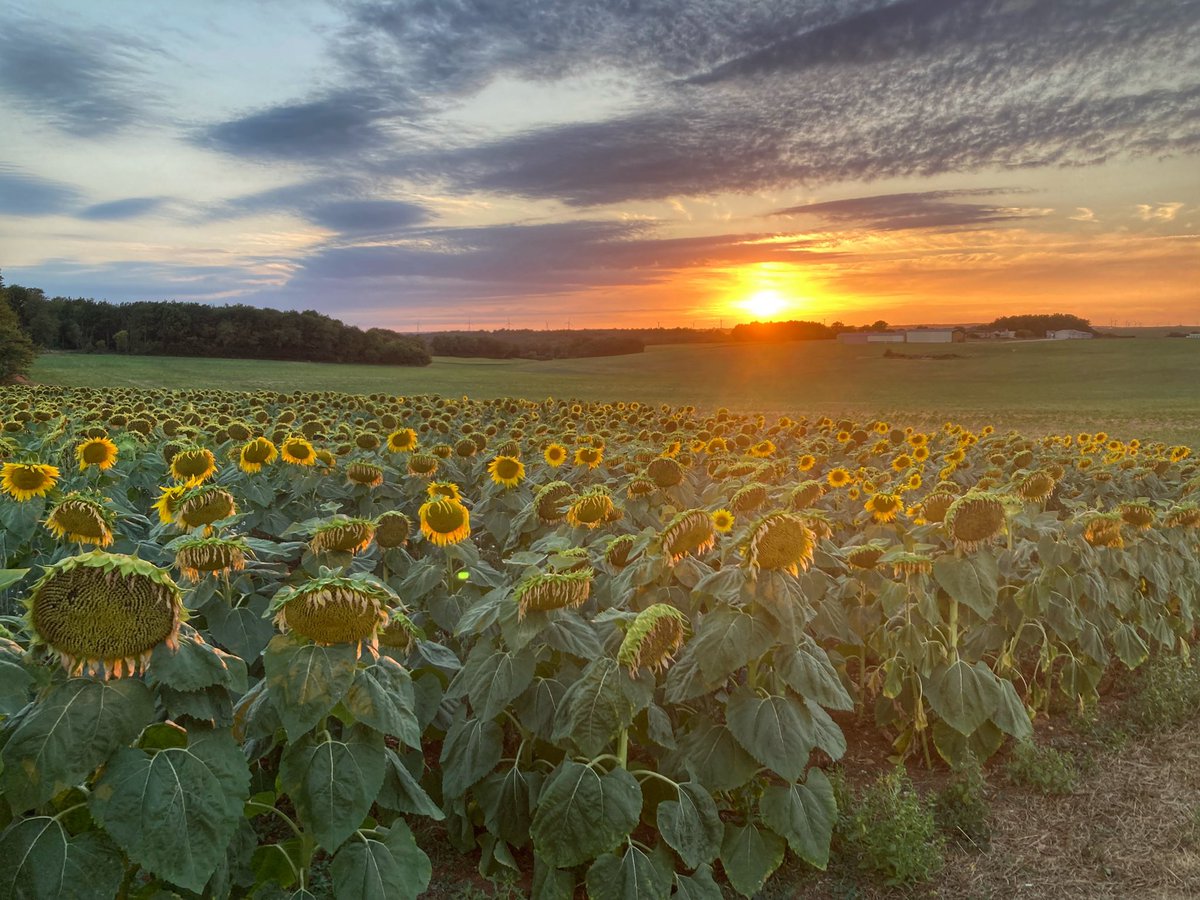 alsop_jonathan's tweet photo. Charente sunsets 🌅 https://t.co/nQBqzpTepO