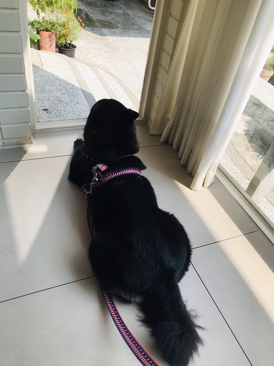 doremi_dog's tweet photo. 바깥 나들이 의젓멍 https://t.co/EAJDqNhSmp