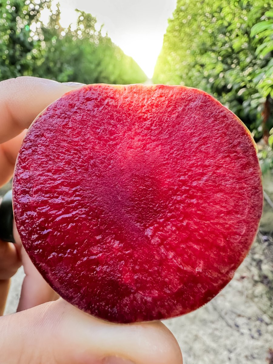 FamilyTreeFarms's tweet photo. Featuring Flavor Gator🐊 ...Slice into this variety and you will find this beautiful deep, red interior that is packed with juicy sweetness!
___
#FamilyTreeFarms #farmtofork #plumcot #flavor #gator #flavorgator #farming #californiagrown #supportfarmers #fresh #fruit #produce https://t.co/Jb7sAivdWd