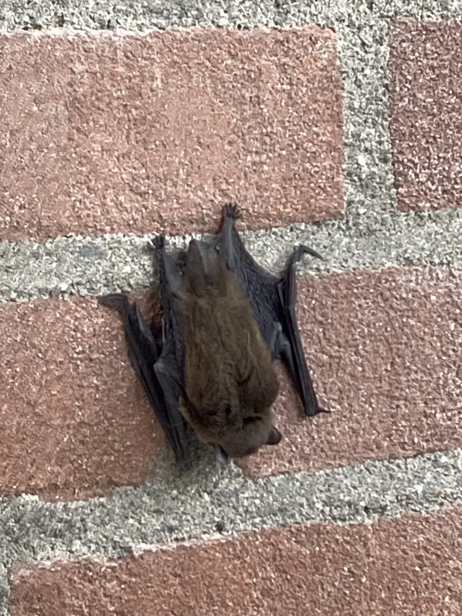WardsArt1's tweet photo. Loop naar huis (17.45 uur) zie bij de buurvrouw deze vleermuis tegen de muur. 

Nog nooit gezien overdag! 😳 vraag me af, zou er wat mee zijn of is het een toevalstreffer? Wel een mooi beestje, maar ik laat hem maar lekker rustig zitten. 
#vleermuis #natuur https://t.co/0wNRcxHzNk