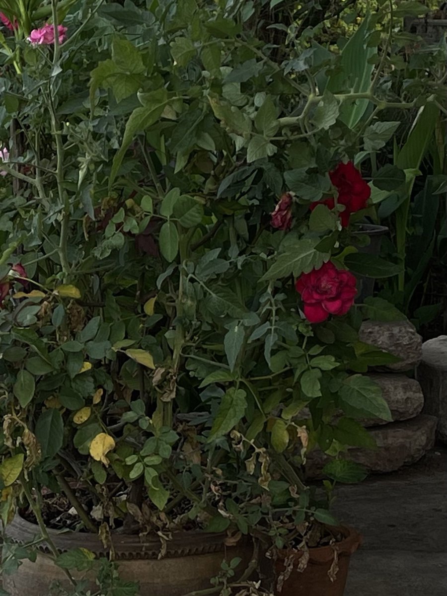 ท้องฟ้าวานนี้ ดอกไม้วานซืน