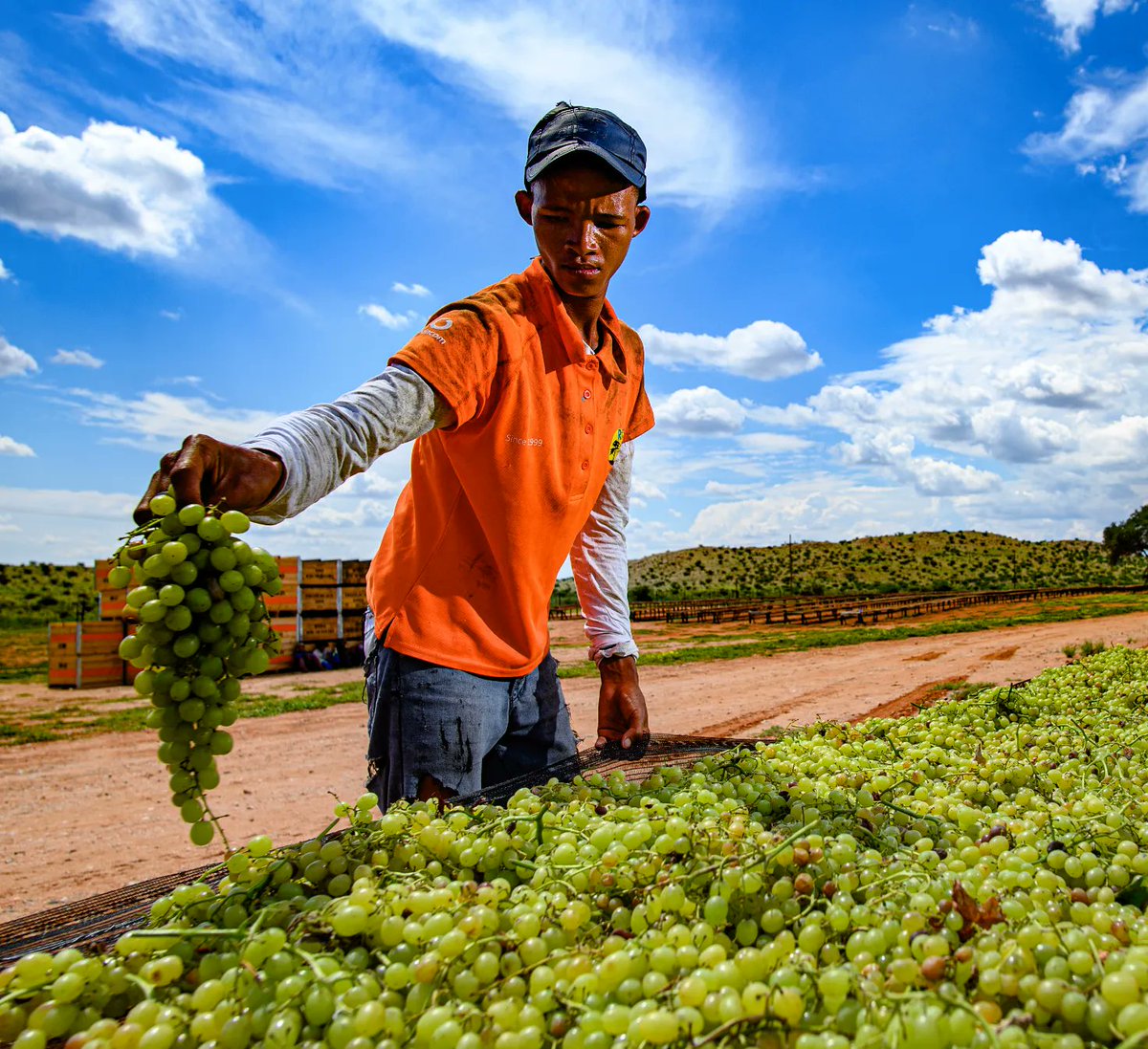 Why buy South African raisins? 👇

- Naturally sun-dried
- Ideal growing conditions
- Highest quality raisins with world-leading shelf life
- Help to generate economic activity in SA

Go to our website to read more about Raisins South Africa.

#sultanas #environment #saraisins