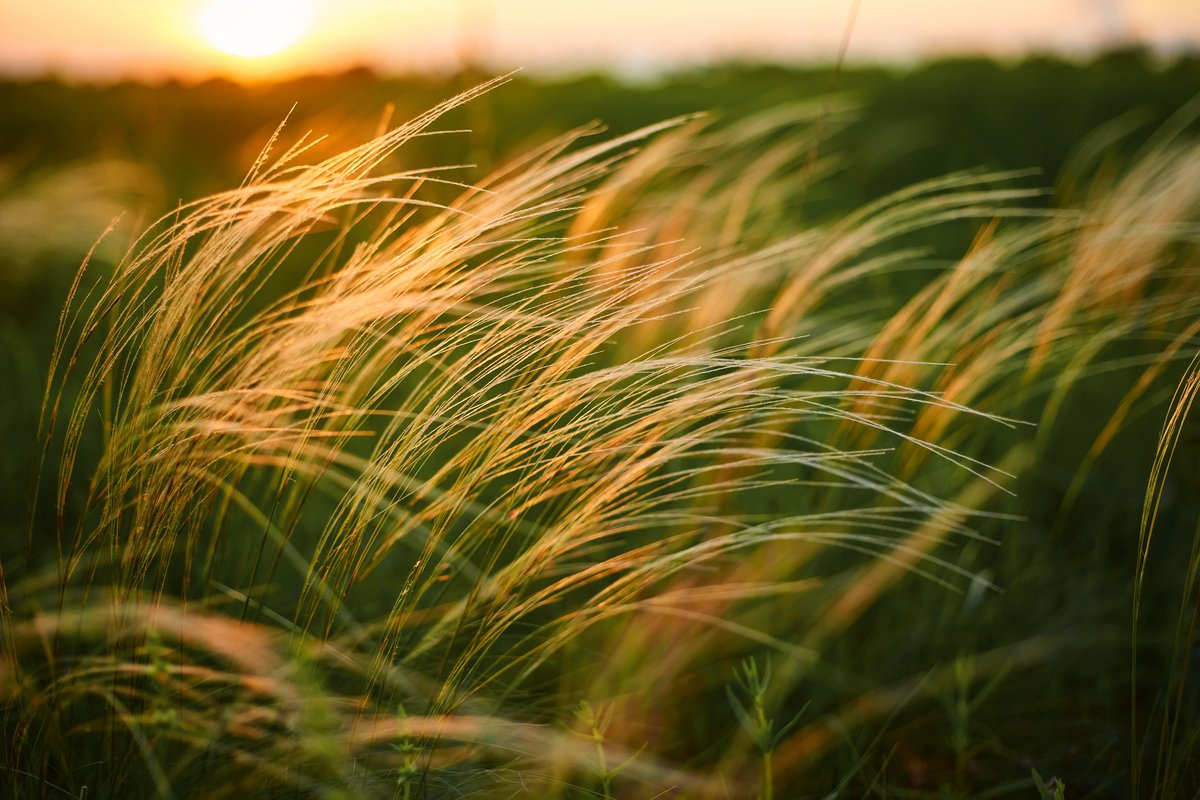 Drought tolerant and sun-loving, Mexican Feather Grass adapts well to containers &amp; a great choice for dry slopes &amp; rock gardens. It’s also perfect for waterwise landscapes, naturalistic plantings, and borders, and provides a winter food source for seed-eating birds.