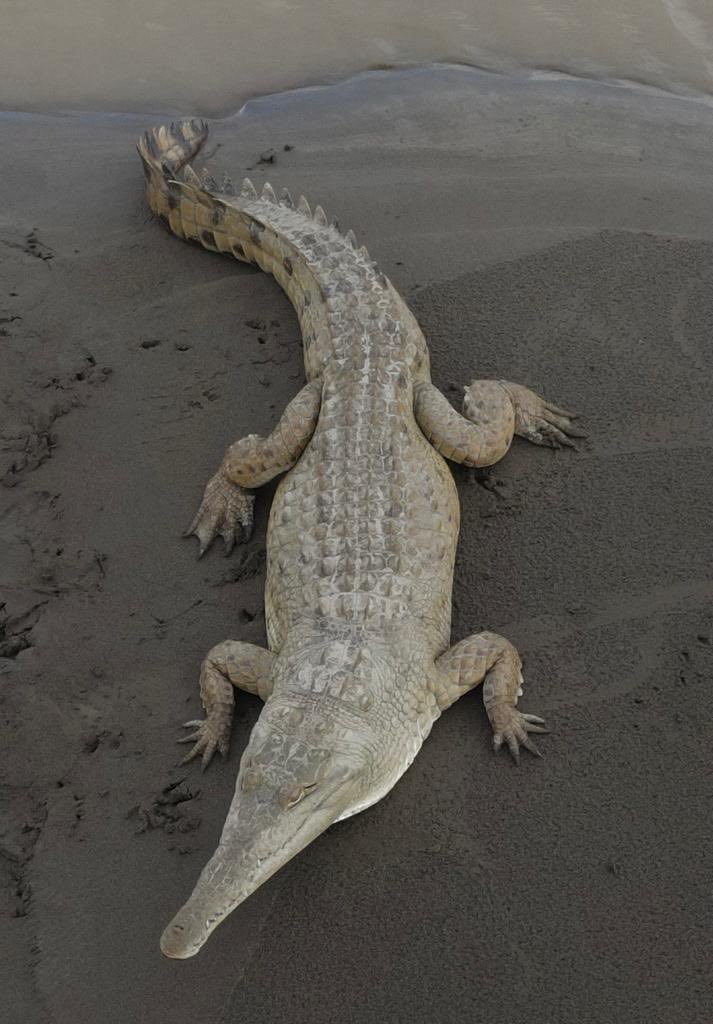 classoalcala's tweet photo. Buenas noticias desde el río Guayabero y la “población” de caiman llanero. Este hermoso animal se observó ayer cerca de La Macarena. Clave continuar educación ambiental ⁦⁦@CORMACARENA⁩. Registro: M. Quintero (foto) y J. P. Bueno (La Manigua Lodge). https://t.co/IY6raflsh5