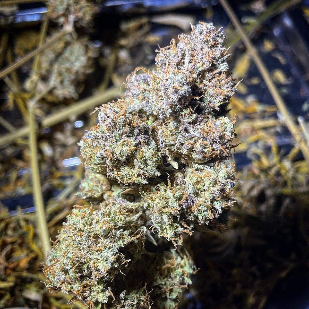 DutchPassion_'s tweet photo. #AutoColoradoCookies is an Indica-dominant hybrid auto with American genetics from the well-known Girl Scout Cookie variety. Very tasty, super sweet and fruity buds. A delight and a must-grow strain for fans of USA cannabis strains! 🗽🍪
More info ➡️ https://t.co/X1B9AfS7i6 https://t.co/cOEWKOmZ0T