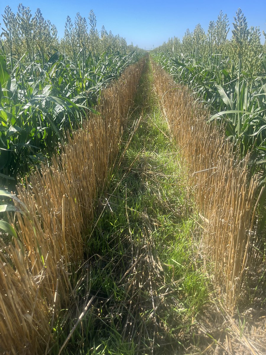 Brad Wingfield (@wingfieldfarms) on Twitter photo Adding to <a href="/jasonmauck1/">Jason Mauck</a> post from earlier. Here is volunteer wheat into relay milo. One of the main reasons we are trying milo in the relay is specifically for cattle. Great start to our 3rd crop here. The milo has a way to go though. Adding to <a href="/jasonmauck1/">Jason Mauck</a> post from earlier. Here is volunteer wheat into relay milo. One of the main reasons we are trying milo in the relay is specifically for cattle. Great start to our 3rd crop here. The milo has a way to go though.