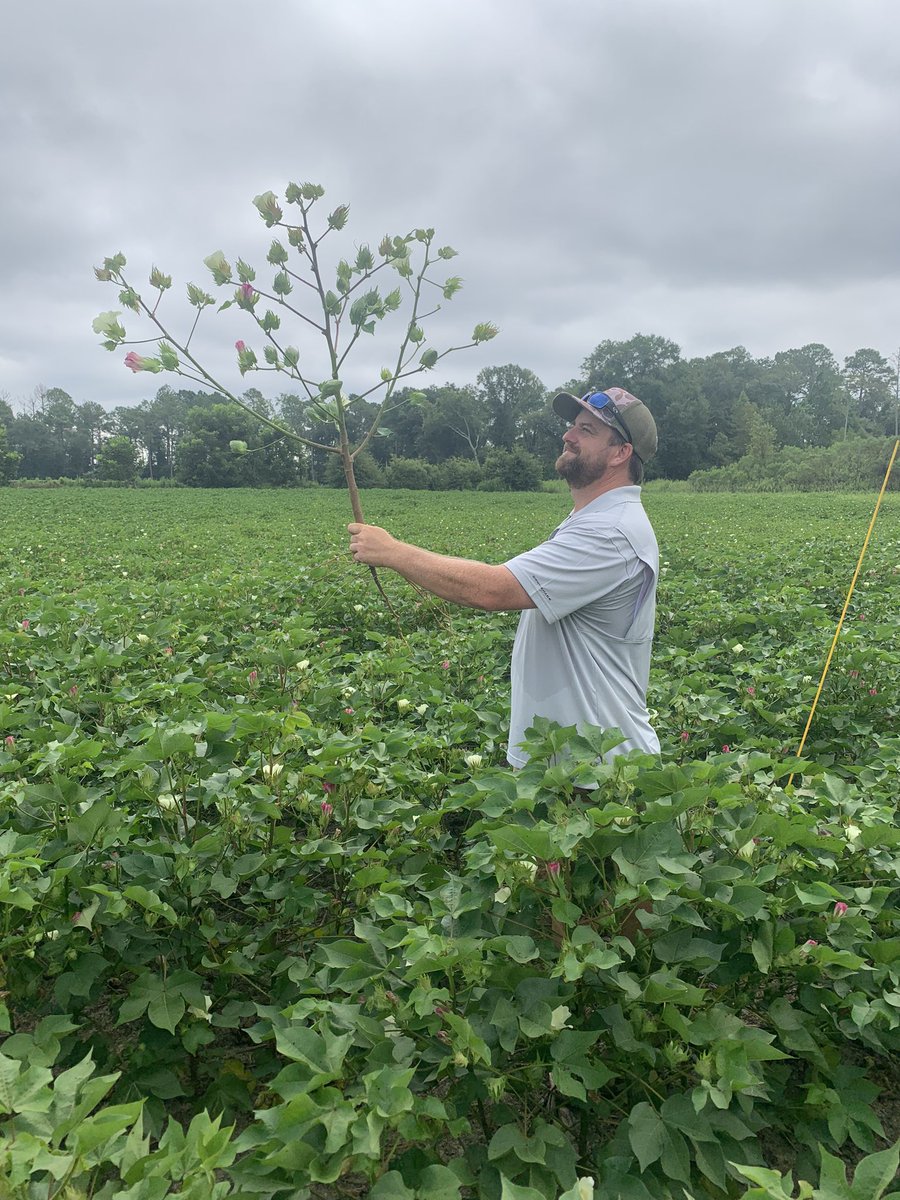 <a href="/StonevilleMark/">Mark Freeman</a> checking out one of our new Stoneville Axant Flex #cotton in Ocilla, Ga 

#stoneville #axantflex