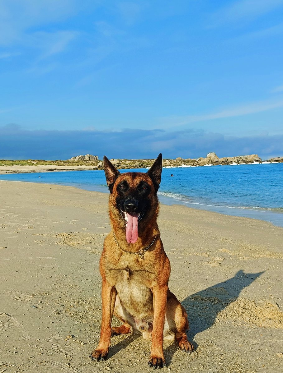 LemeilleurL's tweet image. Bonjour à toutes et à tous
Je vous souhaite une belle fin de journée.

#Citation 
Le Soleil extérieur a soif du soleil intérieur.

#SaintRoch 
#k9