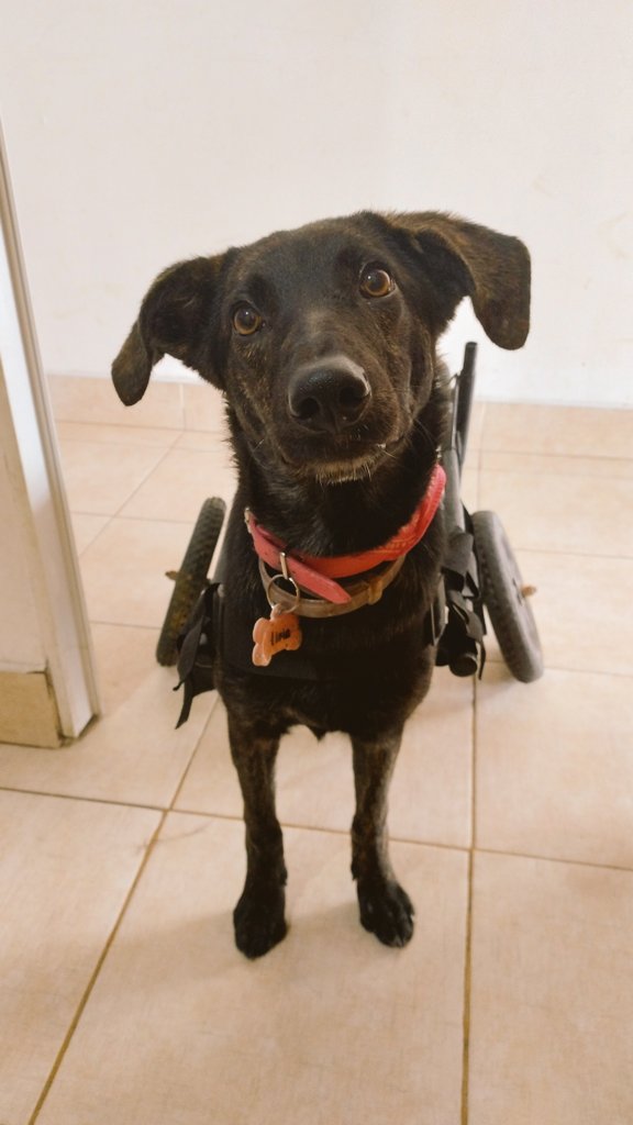 aaguvolpato's tweet photo. Livia con rueditas pasa a mostrarles su mejor ángulo y a recordarles que después de su castracion estará en adopción responsable. 💖 https://t.co/TBekCbOfXi