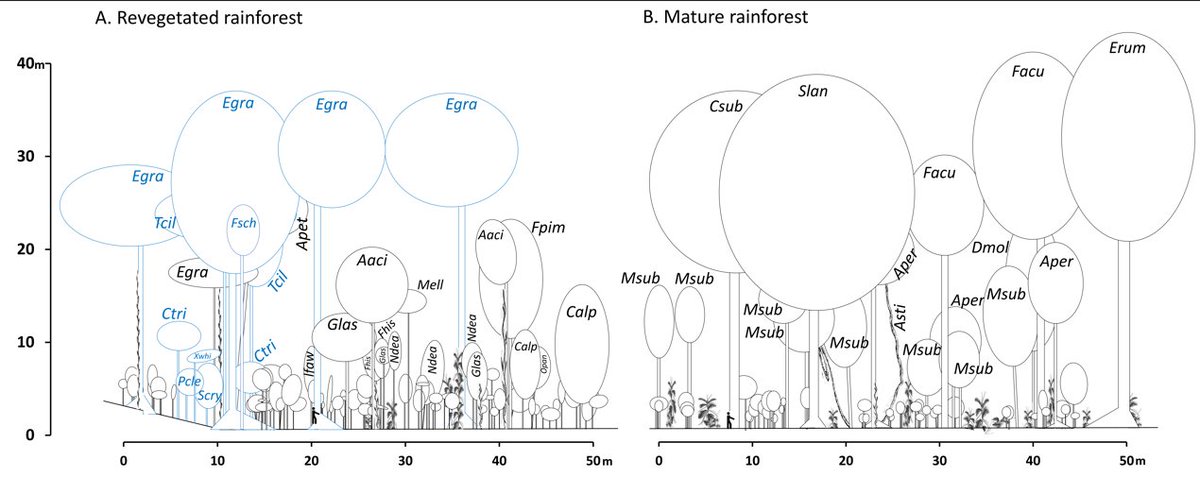 davidtng's tweet photo. An oldie but a goodie. Was very happy to get to present in our article an old school profile diagram to show that the revegetated forest was becoming structurally very similar to mature forest. https://t.co/60YSEUeFse