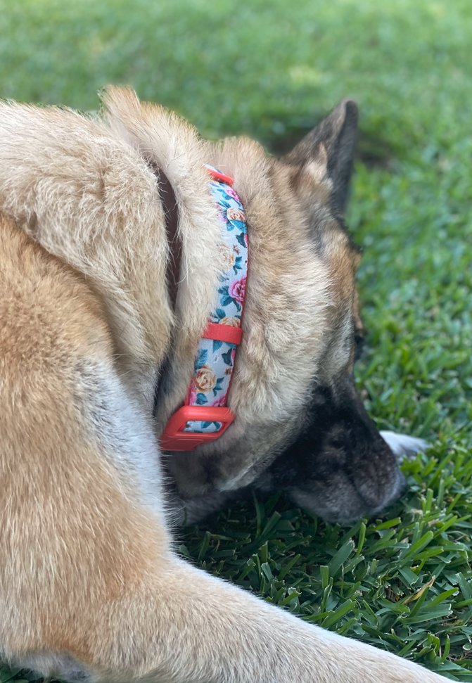 PetANtastic's tweet photo. This collar definitely has Shadow in the BARBIE ERA🩷 Link in bio!
#pinkwednesdays 

#pettastic #petantastic #smallbusiness #happywednesday #onwednesdayswearink
#barbierera https://t.co/pmTVLllBFc