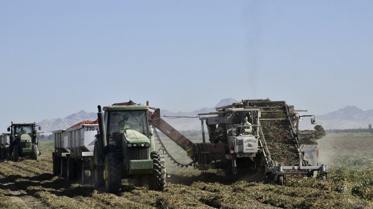 Processing tomato harvest in under way in The District <a href="/TomatoWellness/">TOᗰᗩTO ᗯEᒪᒪᑎESS</a> <a href="/TomatonewsNews/">Tomato News</a>
