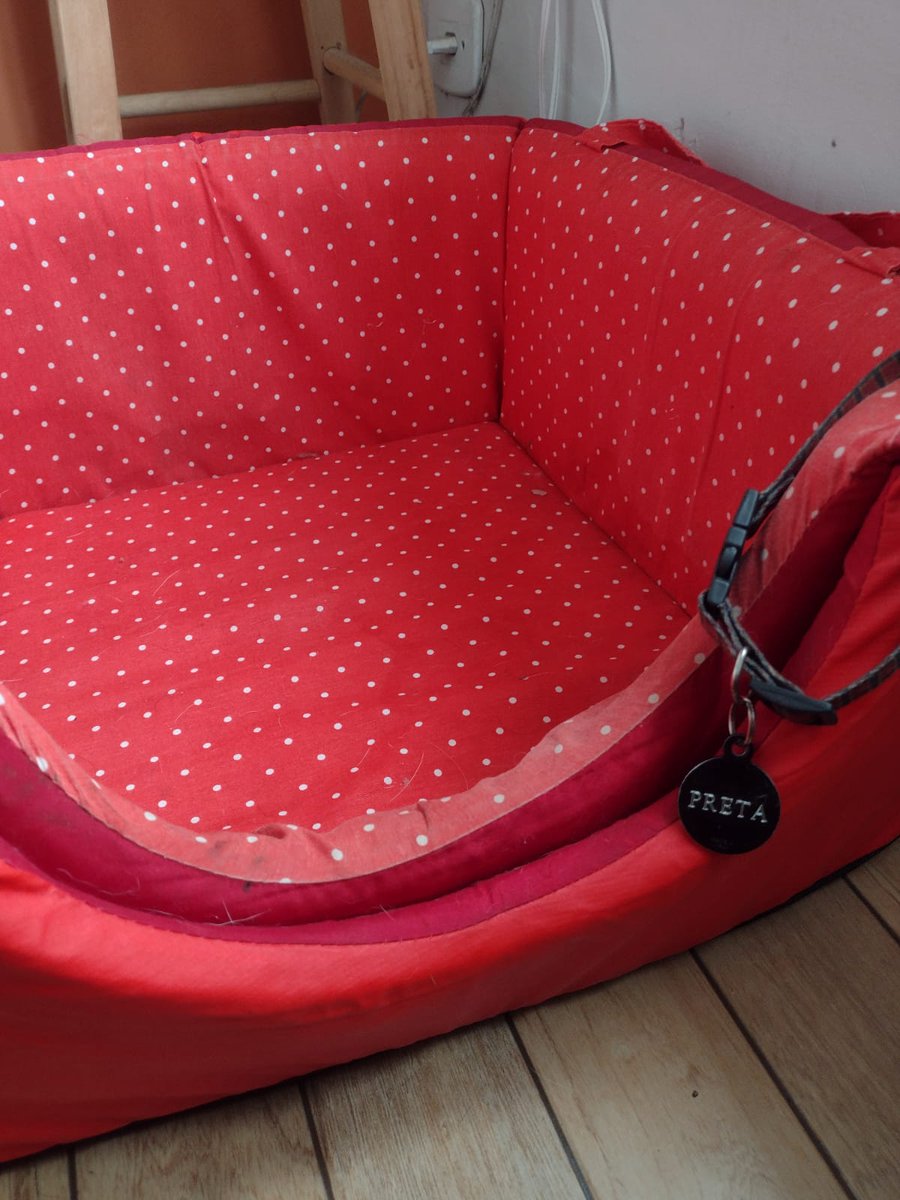 kadjoman's tweet image. quando adotei a Preta, eu sabia que ela ia morrer
um dia. qual dia?
quando a Preta fez um ano, eu sabia que ela ia morrer
um dia.
quando a Preta fez dois anos, eu sabia que ela ia morrer.
quando ela fez cinco anos, eu sabia.
quando ela fez dez anos.
doze, treze, quatorze.

+