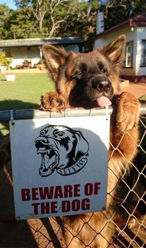 Doggo Tweets tweet media