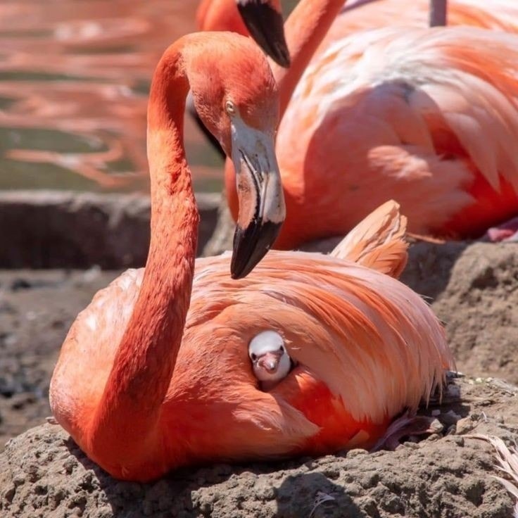 #NaturePhotography ✰.•*¨☆ 🎀✰.•*¨☆ She, the mother, safe, proud and loving, the little one, cuddly........ happy.