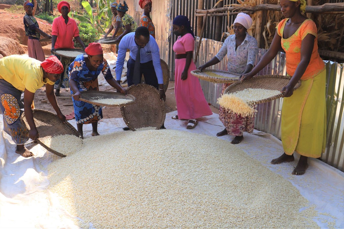 GSF_RC's tweet photo. During the harvesting period, we create job opportunities in this dry season for the people in the community @NtaramaBugesera in a way of transforming families’ lives.
#agriculture #Familytransformation #Communitydevelopment https://t.co/VRvMUjmOah