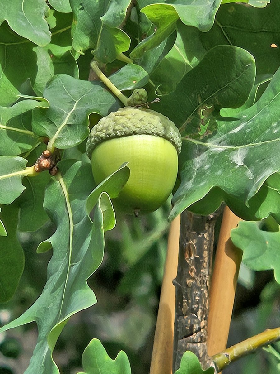 The Vimy Oak at the Guelph Cenotaph is thriving