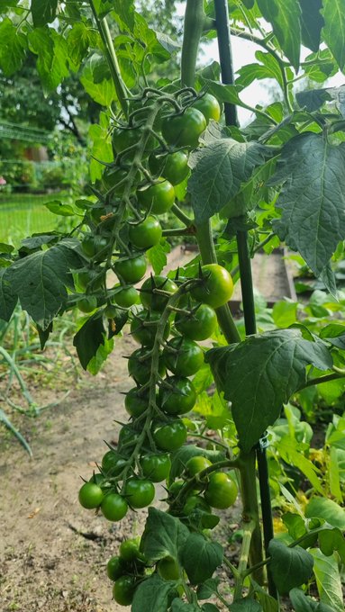 pomidorki i arbuzik dojrzewają a ja dzisiaj 2 kg og&oacute;rk&oacute;w małosolnych wkładam xD nie ma to jak swoje z