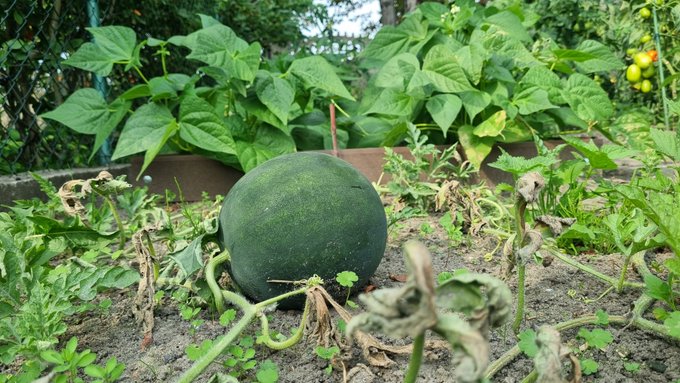 pomidorki i arbuzik dojrzewają a ja dzisiaj 2 kg og&oacute;rk&oacute;w małosolnych wkładam xD nie ma to jak swoje z