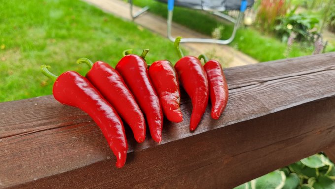 pomidorki i arbuzik dojrzewają a ja dzisiaj 2 kg og&oacute;rk&oacute;w małosolnych wkładam xD nie ma to jak swoje z