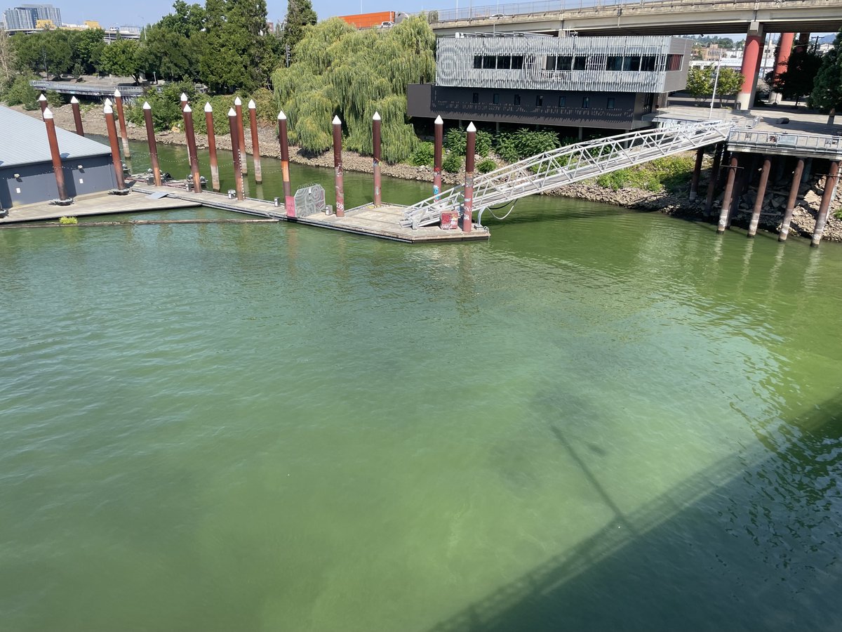 multco's tweet image. ALERT: @OHAOregon’s toxic algae health advisory now includes all areas north of Ross Island Lagoon to Cathedral Park. Don’t swim/play in water &amp;amp; keep pets away. Don’t drink water even if boiled. More alerts on Sauvie Island too: tinyurl.com/e7pa5wkz