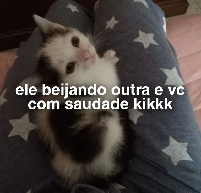 perfil dedicado a gatinhos e peitos (@odeiootaco) on Twitter photo 