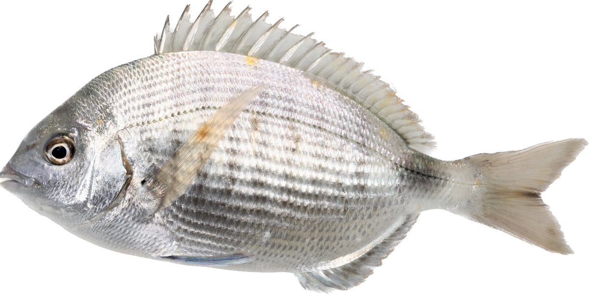 The Cape white seabream, Diplodus capensis, is one of the <a href="/NWU_WRG/">NWU_WRG</a> target species for both parasitology and ecotoxicology research. It is thus really great to collect them this week in Namibia as well. The Namibian specimens are characterized by yellow spots 👇📸