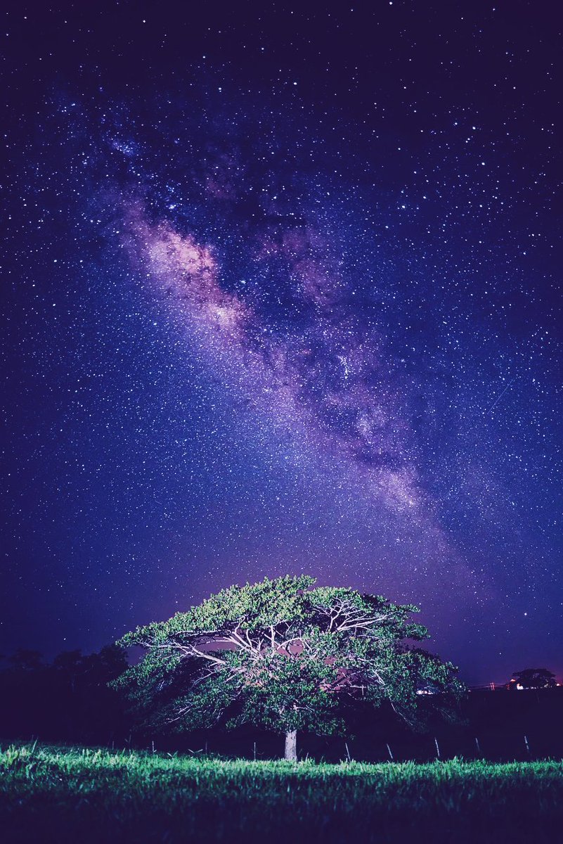 Night trees