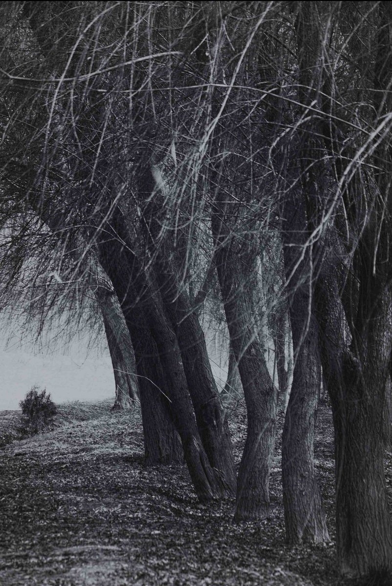 banafsheh_Ph's tweet image. Good night beautiful people💫✨
----------------------------
"Black and white" 
Ed 3/25
1.70 #XTZ
#nftphotography #nftcollector #tezoscommunity
RTs massively appreciated! 
Link:⤵️