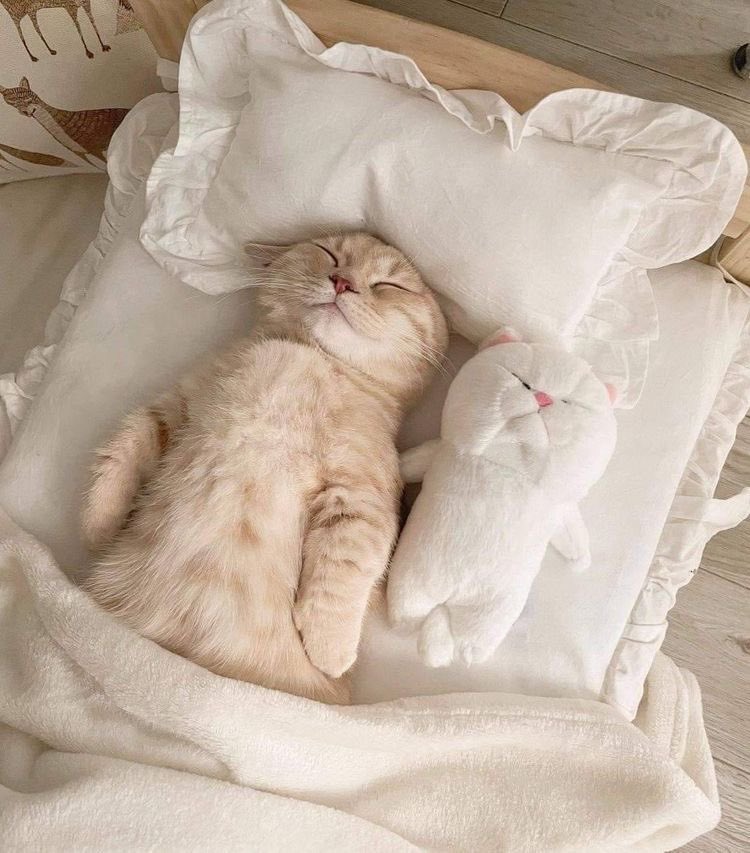 Cute 🥰
#srchafreen #الاتحاد_الطايي #تم_القبض #เตนิว #14AugustBlackDay #AcrossTheSpiderVerse #Adana #telegram