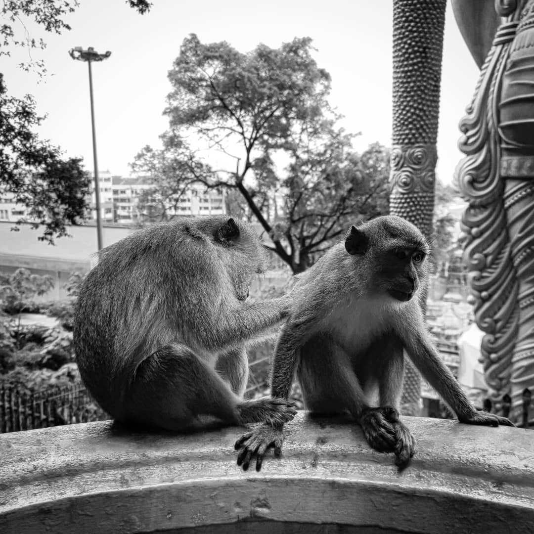 daily_improving's tweet photo. Really loved doing these shots with my Note 20 Ultra. You dont NEED a pro cam, samsung phone is enough  #photography #blackandwhite #streetphotography #samsungnote20ultra #batucaves #samsung #samsungphotography #samsungcamera #androidcamera #androidphotography #mobilephotography https://t.co/znPXzne3jU