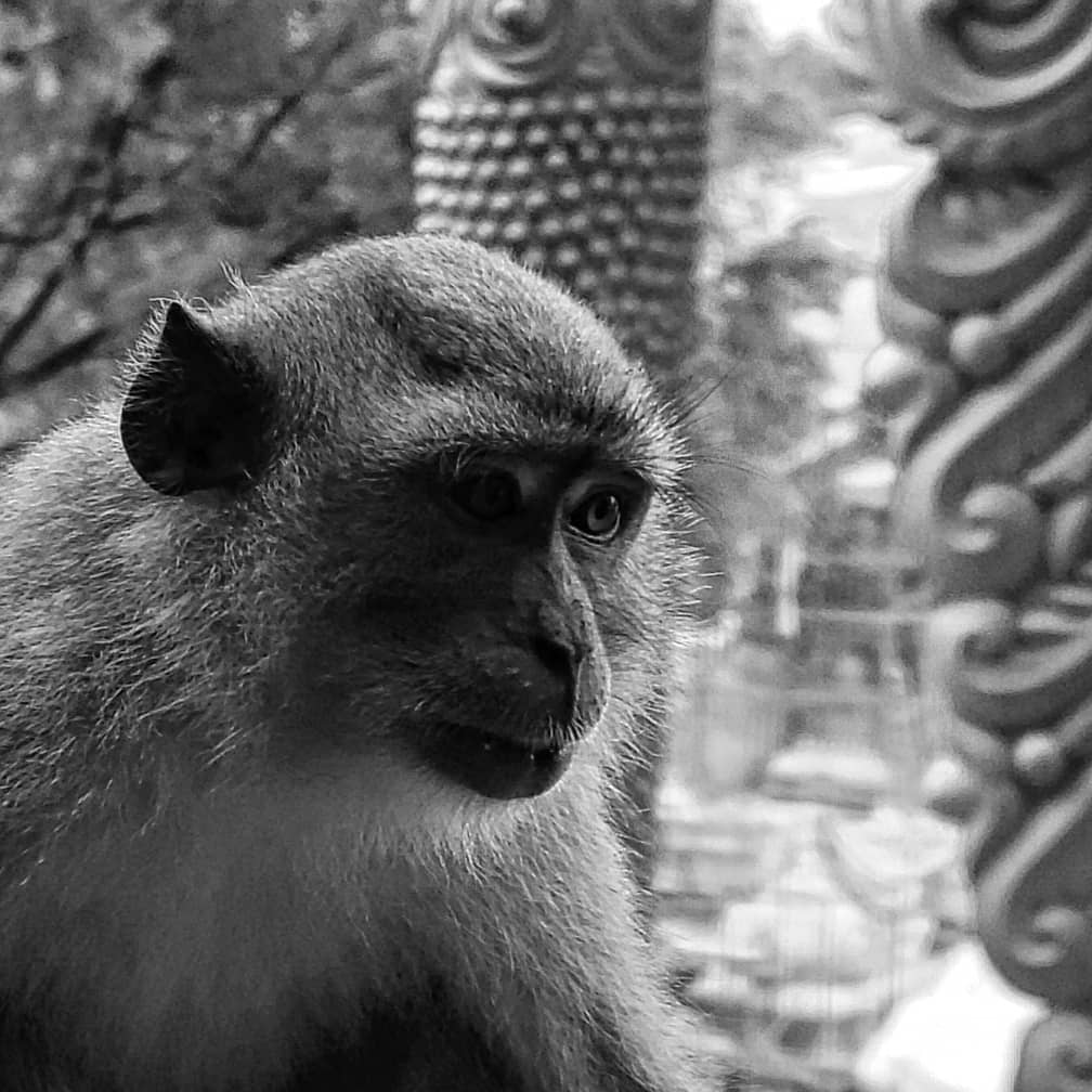 daily_improving's tweet photo. Really loved doing these shots with my Note 20 Ultra. You dont NEED a pro cam, samsung phone is enough  #photography #blackandwhite #streetphotography #samsungnote20ultra #batucaves #samsung #samsungphotography #samsungcamera #androidcamera #androidphotography #mobilephotography https://t.co/znPXzne3jU