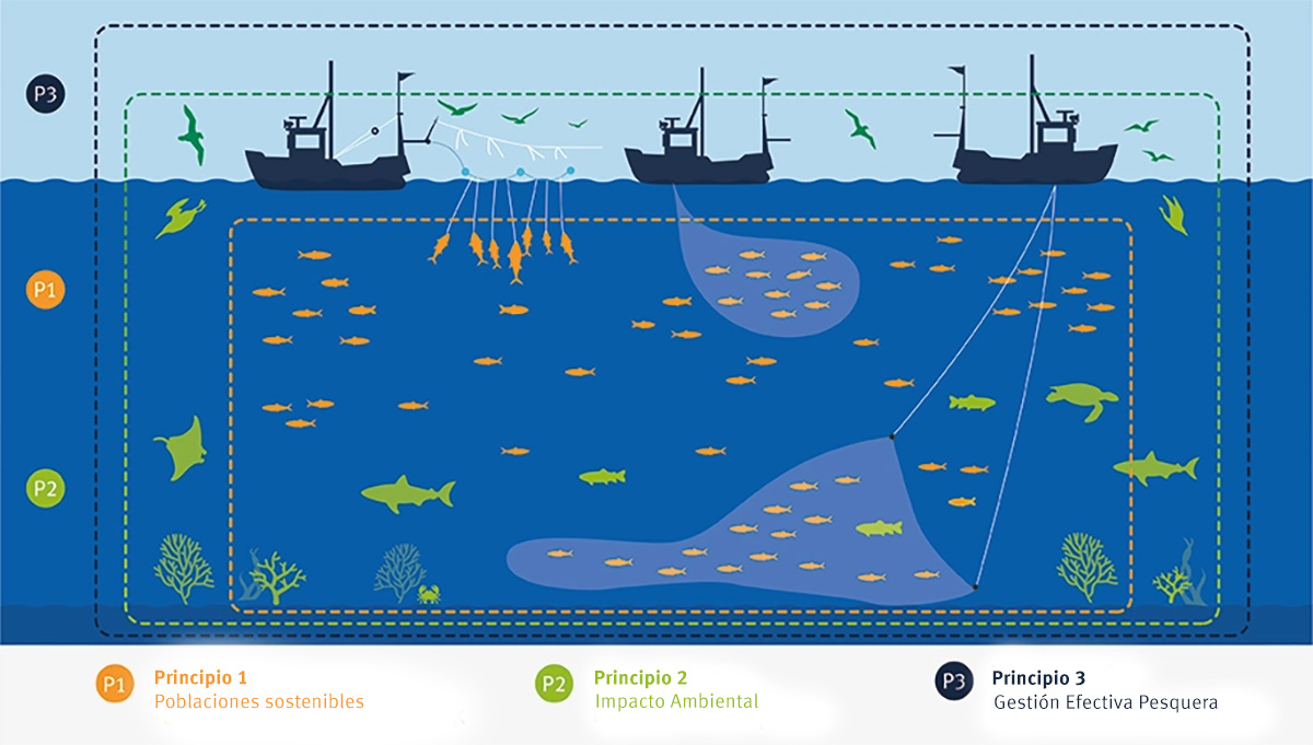 MSCenLA's tweet photo. El Estándar de Pesquerías del MSC se utiliza para determinar si una pesquería está siendo bien gestionada y es sostenible.

Se evalúan 3 principios:

1. Salud del stock 🐟 
2. Impacto Ambiental 🌊🐢
3. Gestión Pesquera 📝

Para entender mejor, así se visualizan los principios: https://t.co/g4OHJB2ANm