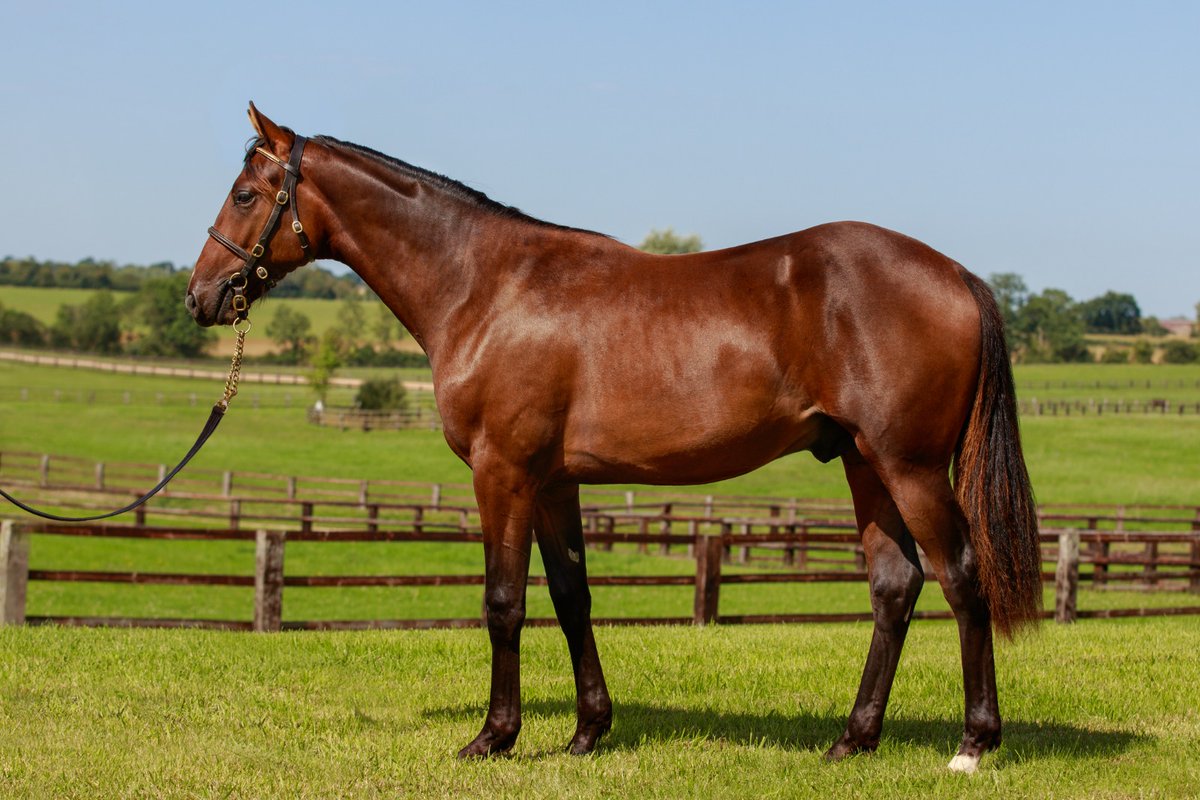mangearde's tweet photo. #delo Vendredi 1er septembre nous serons présent aux ventes de yearlings sélectionnés de @ArqanaTrot  Deauville, voici le lot numéro 412 Mercury Délo mâle par  Django Riff Délo et This lovely d'ar.  @LeTrot @SamMartinsBarro @zuzanna_lupa https://t.co/7fEJNsPDnM