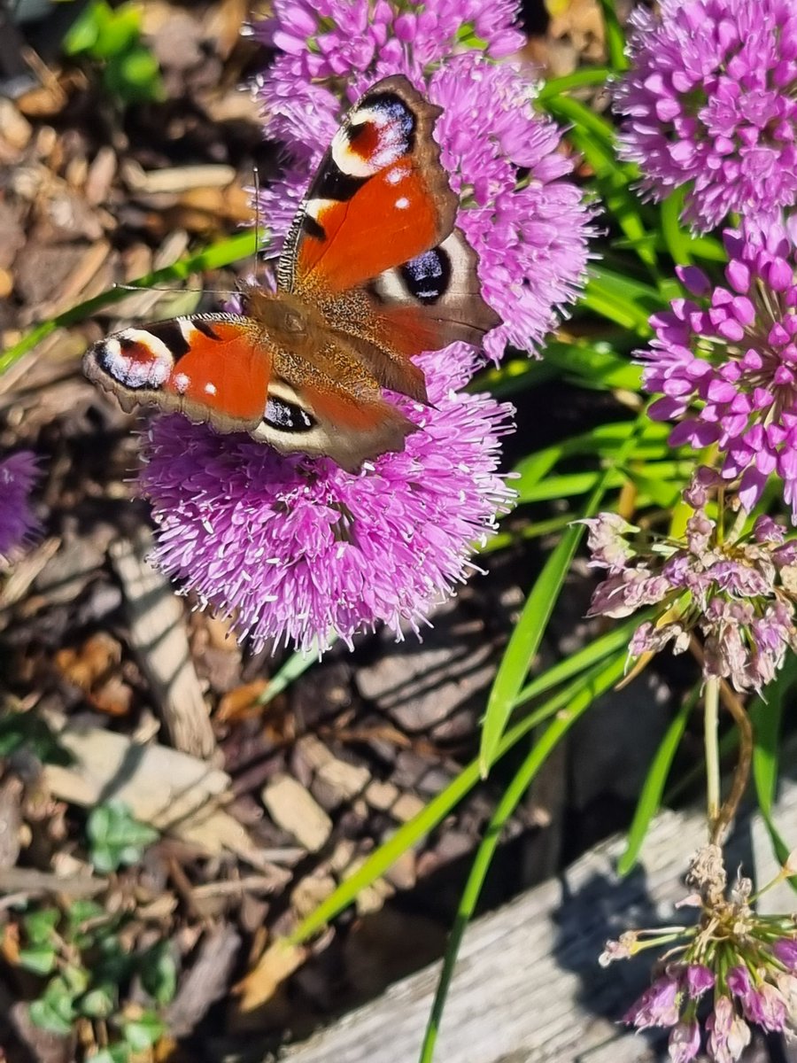 Some amazing blooms at the moment in various gardens I have visited today. Roses, Honeysuckle, Hydrangeas &amp; Chive with an additional visitor or two 🦋🦋🌹🌸🏴󠁧󠁢󠁷󠁬󠁳󠁿👨‍🌾 <a href="/GWandShows/">BBC Gardeners World</a> <a href="/walesbotanic/">🏴󠁧󠁢󠁷󠁬󠁳󠁿 Gardd Cymru 🌿 Garden of Wales</a> <a href="/The_RHS/">The RHS</a> <a href="/savebutterflies/">Butterfly Conservation 🦋</a> <a href="/NGSOpenGardens/">National Garden Scheme</a> @