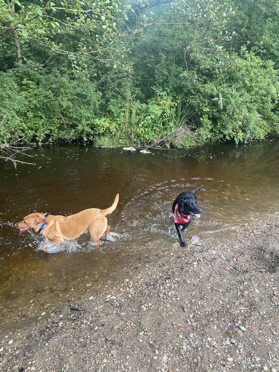 jarvisa25's tweet photo. Morning walkies with the girls! Many apologies for free showers for people walking when they are wet! #springador #Labrador #furbabies #wrexham #erddig https://t.co/edLPDkUShH