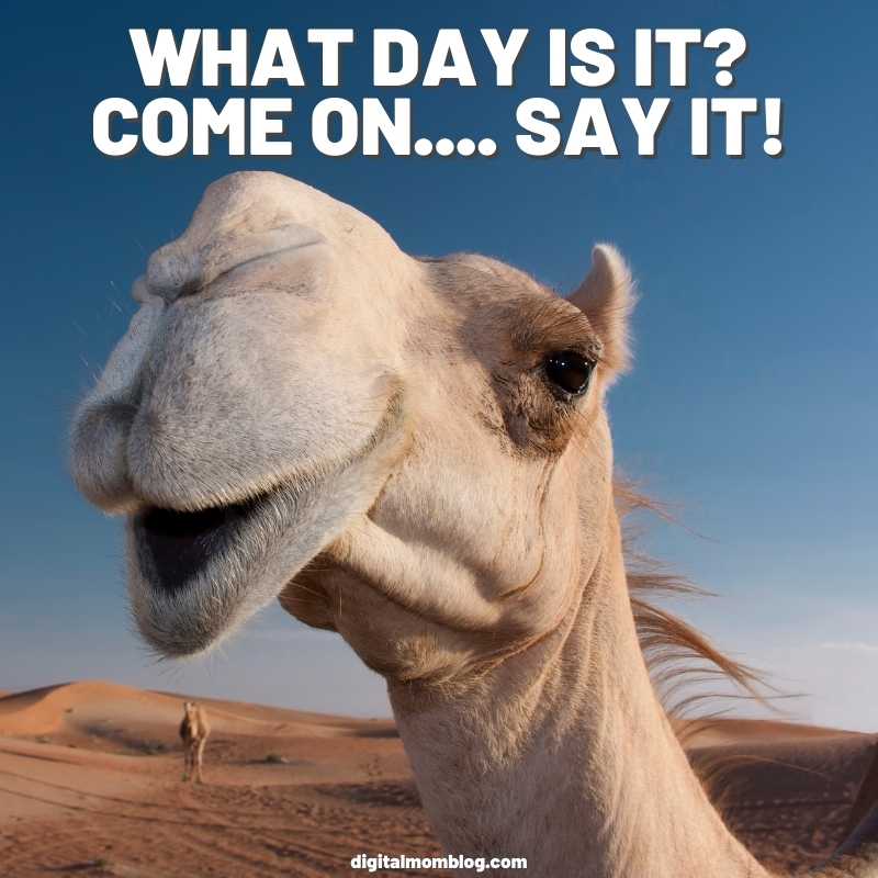 ursula4ster's tweet photo. NOPE! Not what you're thinking. Well, not entirely. It's another day of #FUNDRAISING for #BikeMS. I'm challenging myself to ride 50 miles, benefiting the @mssociety! Will you support me with a small donation? #MightyStrong #Humpday #thankyou #love ๐งก๐ฒ๐ https://t.co/sm5tLT5Dz7 https://t.co/5vgjleksFi