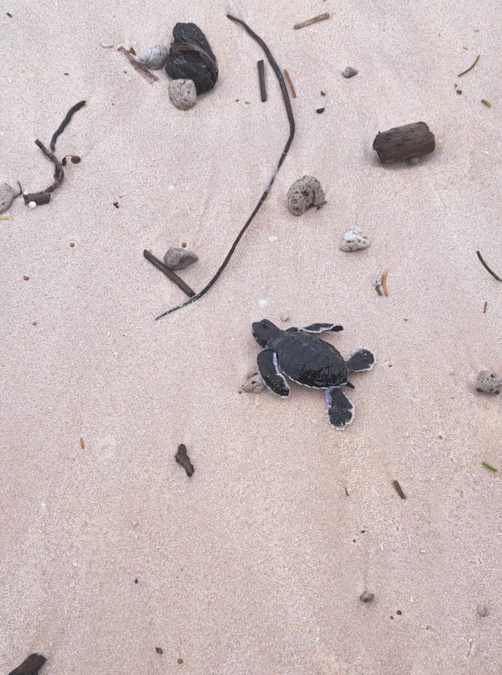 How does a marine park thrive in a city?

108 turtle hatchlings were released into the ocean at Serena Beach, Shanzu, a collaborative effort between <a href="/KWSKenya/">Kenya Wildlife Service</a> , Mtwapa Maweni turtle conservation group, Mombasa continental resort and <a href="/comred_/">COMRED</a>  among other stakeholders.