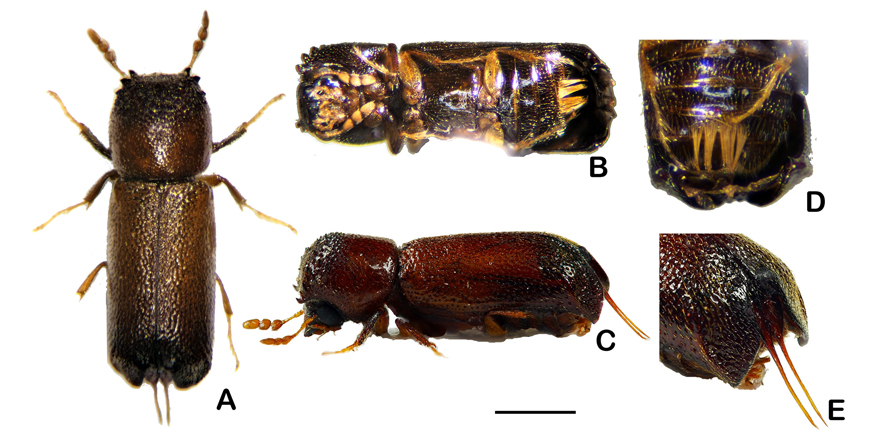 [#Entomology] A new West African genus of Bostrichidae (Coleoptera), and a key to the Afrotropical genera of tribe Xyloperthini
  
✒️ Lan-Yu Liu & Roger A. Beaver 
🔗 DOI: doi.org/10.5852/ejt.20… #Bostrichidae #Coleoptera #newgenus #coleopterist #entomologist