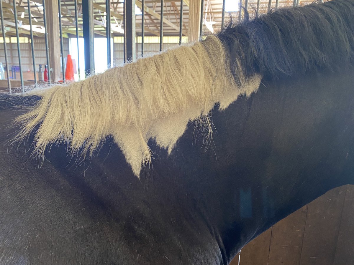 When your mom cuts your hair and misses a few. Whoops! Sorry bud. Hope your buddies in the paddock didn’t pick on you too bad. 🤣 #bigmaneproblems