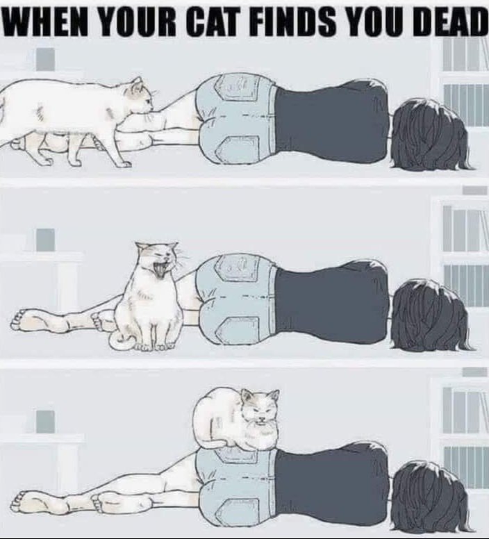 ExpeditionTommy's tweet photo. Possibly the most accurate meme ever. 😅
#LoveMyCat #CallForHelp https://t.co/Bvisk0PRf9