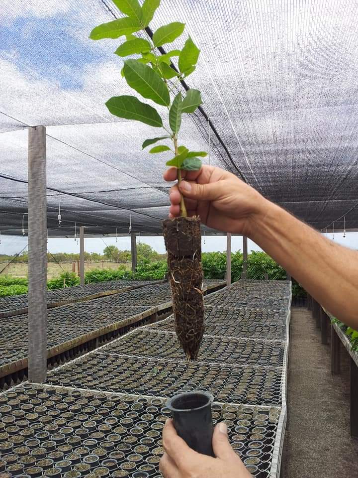 aluizionassi's tweet photo. #MognoAfricano ótima alternativa pra #Florestamento, inclusive pra #ILPF.

#Florestamento_Roraima
#Roraima_HemisférioNorte
#Roraima_AMelhorFronteiraAgrícolaDoBRASIL
#Cerrado_Roraima
#AmbientalmenteCorreto 
#AtraçãoDeInvestimentos 🏁🏁🏁 https://t.co/DPhEbaSeaq