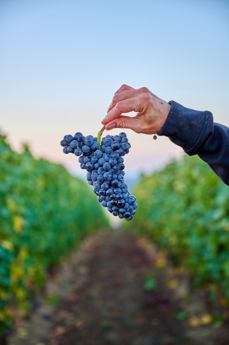 oregonwineboard's tweet photo. Today may be National #PinotNoirDay, but here in #Oregon we celebrate Pinot all year round! From the Willamette Valley to Southern Oregon and beyond, Oregon is home to world-renowned winemakers producing exceptional Pinot noir. Your next favorite bottle awaits! #oregonwine https://t.co/JnBR4DDZVT